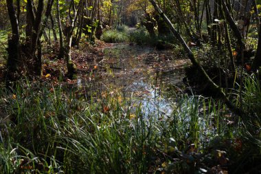 Polcenigo 'da Livenza nehrine yakın bir bataklık, yosun, ot ve sonbaharda ağaçlarla dolu, su yapraklarla dolu.