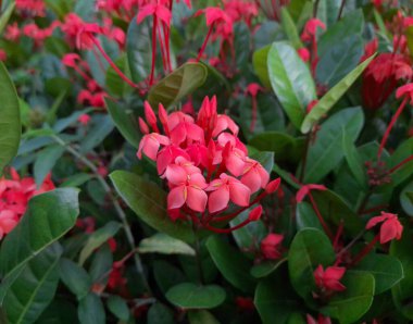 Ixora güzel botanik çekim, doğal duvar kağıdı