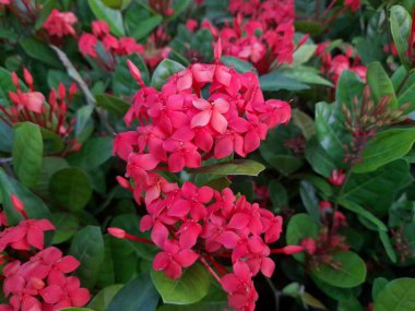 Bahçedeki güzel ixora kırmızı çiçekleri