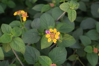 Lantana Camara Bahçede güzel çiçekler
