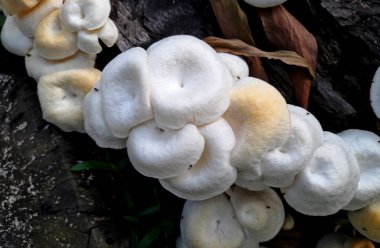Yerden büyüyen beyaz mantarlar.