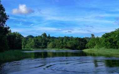 Ormandaki nehrin güzel manzarası
