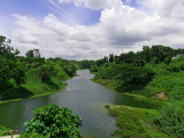 Nehir ve ormandaki ağaçlar