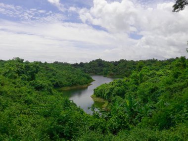 Tropikal ormandaki nehir.