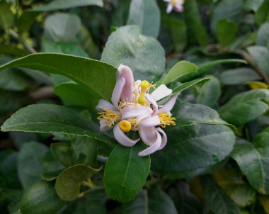 Bahçede çiçek açan güzel çiçeklerin yakın görüntüsü