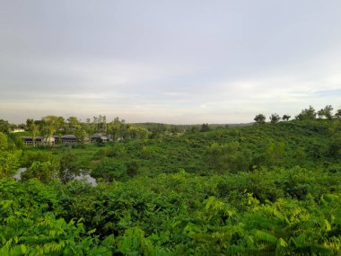 Yeşil alan ve ağaçlar