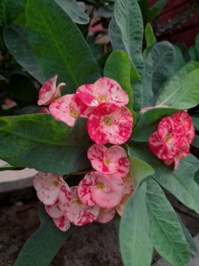 Bahçedeki güzel çiçekler