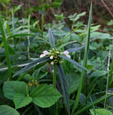 Bahçedeki güzel çiçekler