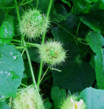 Güzel botanik fotoğrafı, doğal duvar kağıdı.