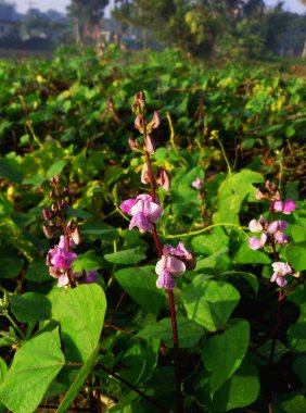 Bahçedeki güzel mor çiçekler