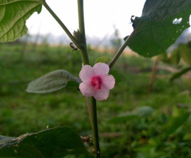 Bahçedeki güzel çiçekler