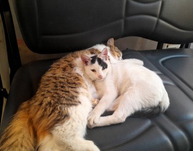 İki beyaz kedi kanepede yatıyor.