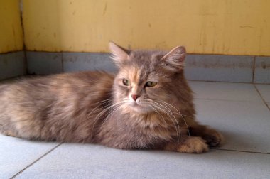 cute cat lying on a floor