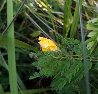 yellow butterfly sitting on a flower in the forest