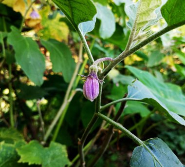 Bahçedeki balkabağının mor çiçekleri