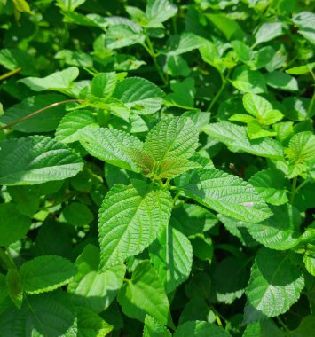 Bahçede yeşil yapraklar