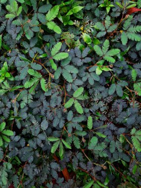 Bahçede yeşil yapraklar