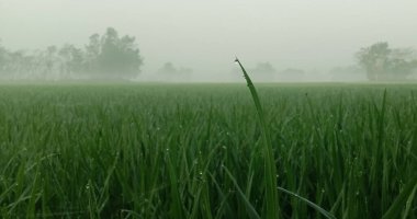 Buğdaylı yeşil tarla