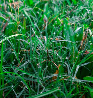 Çiyli yeşil çimen