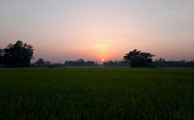 Akşamları pirinç tarlalarında gün batımı 