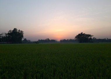 Akşamları pirinç tarlalarında gün batımı 