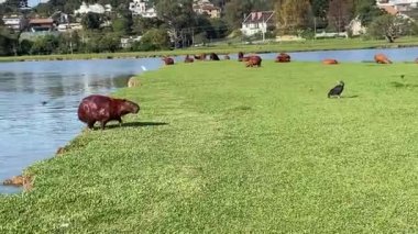 Capybara Capivara Barigui Park Curitiba Brezilya 'daki gölde serinliyor