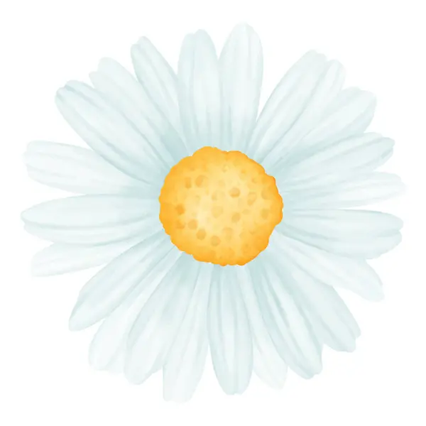 一套雏菊绘图 水彩画风格 — 图库矢量图片