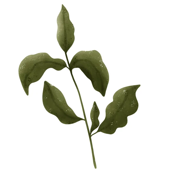 Conjunto Desenhos Folhas Verdes Estilo Aquarela — Vetor de Stock