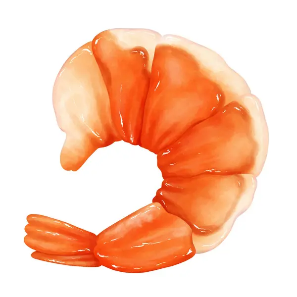 白色背景上的虾画 水彩画风格 — 图库矢量图片