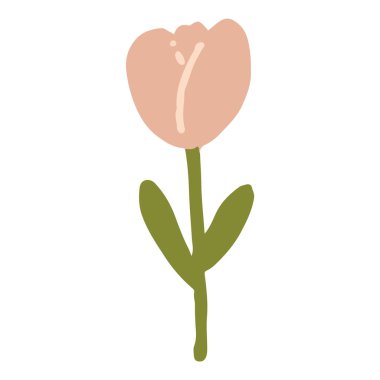 Beyaz arkaplanda yapraklı lale çiçeği.