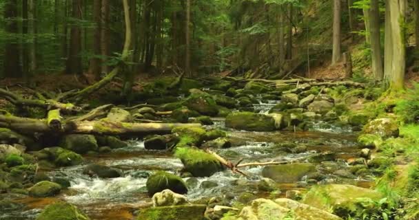 Picturesque Forest Scene Babbling Stream Flowing Mossy Rocks Fallen Tree — Stock Video