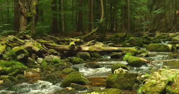 Ruisseau Clair Enchanté Serpente Travers Une Forêt Dense Avec Des — Video