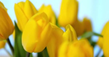 Makro sarı renkli lale buketini parlak mavi arka planda çekti. Bulanık çiçek tomurcuklarından geçiyorum. Yüksek kalite 4k görüntü