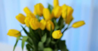 Açık mavi arkaplanda parlak, yoğun sarı lale buketini yok et. Bulanık 'tan yakın çekim için Dolly. Yüksek kalite 4k görüntü