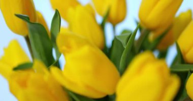 Açık mavi arka planda parlak sarı lale tomurcuklarından geçmek. Taze yeşil bir demet canlı bahar çiçeği yakın çekim. Yüksek kalite 4k görüntü
