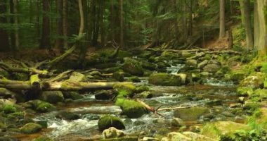 Yoğun, peri masalı fantezi ormanlarında, kayaların üzerinden akan temiz gizemli orman nehri. Tılsımlı akarsu ağaçların arasından esiyor yosun, düşmüş kütükler ve dallarla. Süper yavaş çekim.
