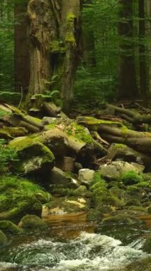 Peri masalı atmosferini çağrıştıran, yosun kaplı kayalar ve uzun ağaçlarla dolu, açık ve büyülü bir dere, sık bir ormanın içinden geçiyor. Süper yavaş çekim