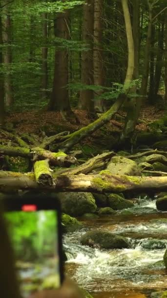 Person Films Serene Forest Scene Device Moss Covered Rocks Lie — Stock Video