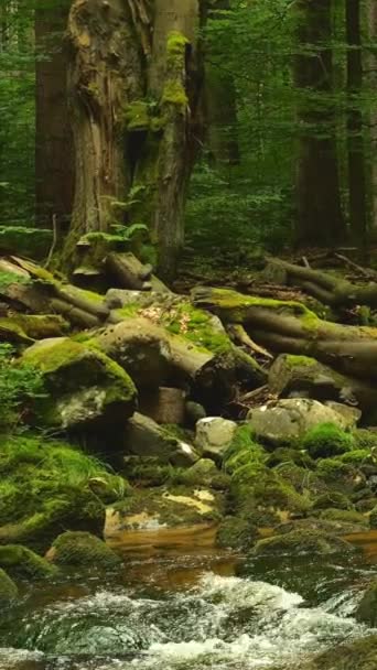 明確な魅惑的な流れは 密集した森の中を風を吹き モスカバーされた岩と背の高い木々がおとぎ話の雰囲気を呼び起こします スーパースローモーション — ストック動画