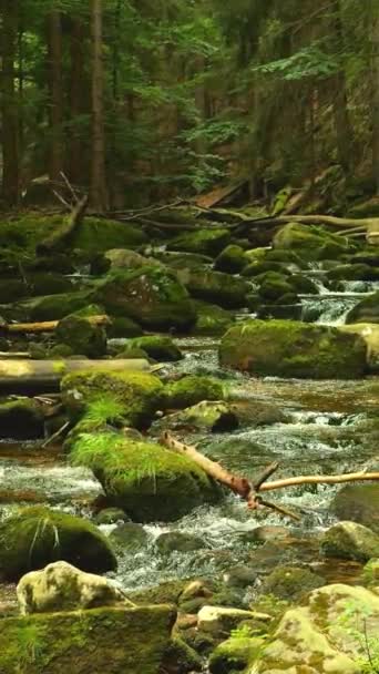 Jasne Tajemniczy Las Rzeki Przepływają Przez Skałę Gęstym Bajkowym Lesie — Wideo stockowe