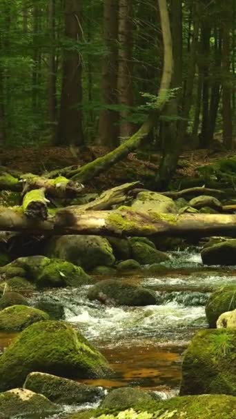Nedotčený Les Kypícím Potůčkem Mezi Kmeny Stromů Mechem Pokrytými Skálami — Stock video