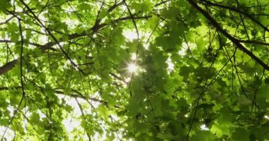 Akçaağaç güneş ışınlarını geniş yapraklarla kaplar. Ağaçların yemyeşil gölgesi ziyaretçileri canlandırmak için parkta nemli ve serin bir atmosfer yaratır.