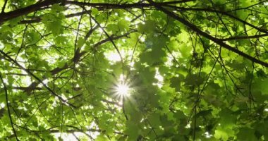 Yoğun akçaağaç tacı tek bir güneş ışığına izin verir. Akçaağaç yaprakları güneş yanıklarından korunmak için doğal gölgeler oluşturur.