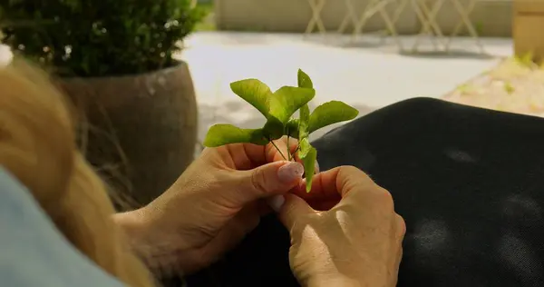 Kadın derin düşüncelere dalmış parkta oturmuş yerden toplanmış akçaağaç tohumlarıyla oynuyor. Kadın, doğanın güzelliğinde huzur buluyor. Şehir bahçesinin rahatlama bölgesinde.
