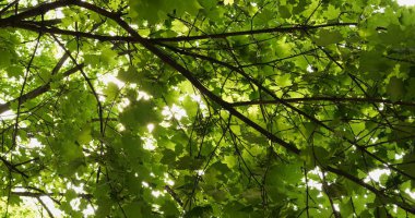 Akçaağaç yaprakları tarafından filtrelenmiş güneş ışınları. Ağaçların yoğun gölgesi, sıcak bir günde parkta nemli ve serin bir atmosfer yaratır.