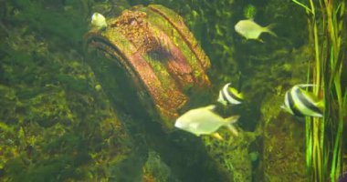 Küçük balıklar algler ve büyük kayalarla aydınlatılmış akvaryumda yüzerler. Sualtı canlıları yapay alanı keşfeder ve misafirlerin dikkatini çeker.