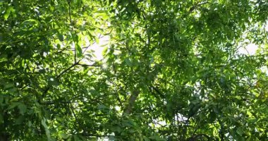 Güneş ışınları kırsal bölgeleri aydınlatan küçük yaprakların arasından parıldıyor. Özel bir yer doğanın güzelliğinin tadını çıkarabilir ve bahçede temiz hava soluyabilir.