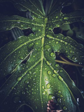 Yaprak arkaplan doğa görünümü, karanlık doğa konsepti, tropikal yaprak