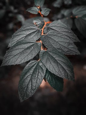 Yaprak arkaplan doğa görünümü, karanlık doğa konsepti, tropikal yaprak