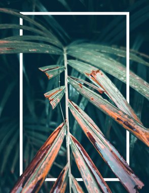 Beyaz çerçeveli tropik yapraklar, soyut yeşil yapraklar, doğal yeşil arkaplan